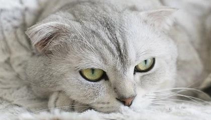 NBA优直播-这球无解！格列兹曼任意球直挂十分角破门，对手门将望球兴叹