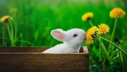 KOK体育：点亮你的体育生活，开启全场景娱乐的新纪元